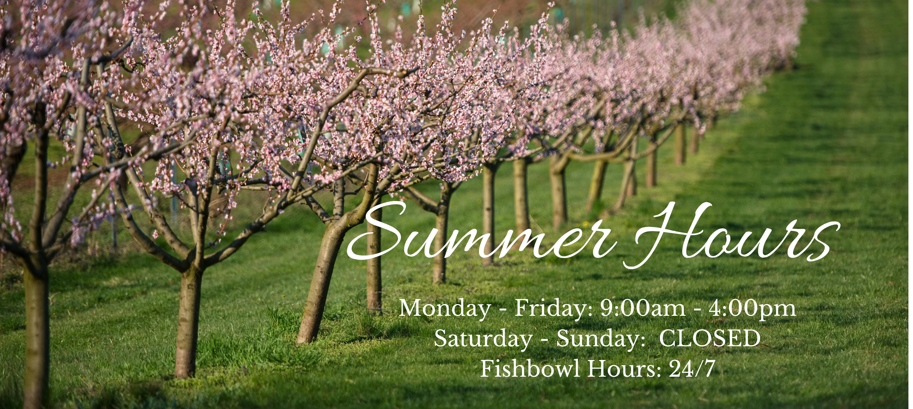 Summer Hours Graphic